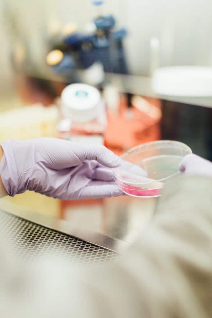 Lab scientist purple hand gloves with petri dish in hand