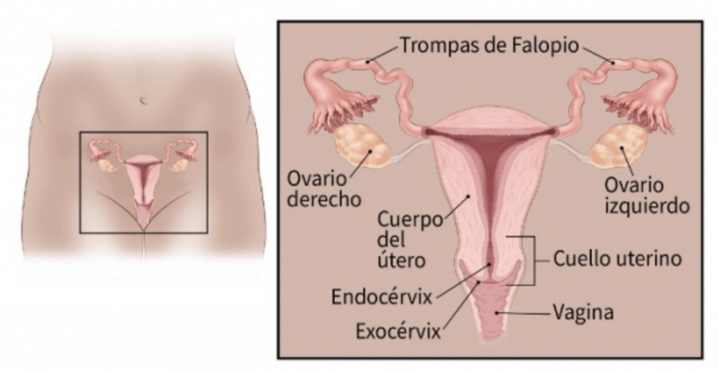 sistema reproductivo femenino