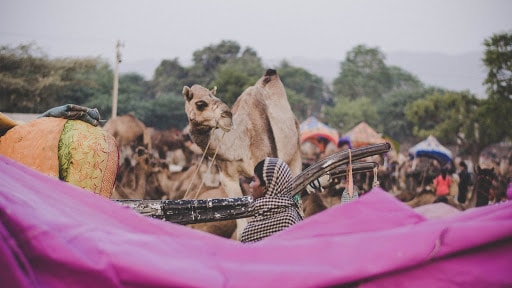 Camel at Market with Woman