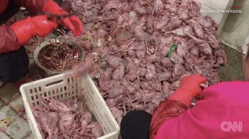 CNN skinned birds MERS at food market