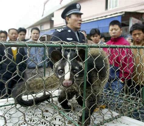 Civet Cat and Chinese Guard