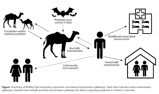 Zoonotic Transmission of Camel. Animals-to-human transmission of MERS