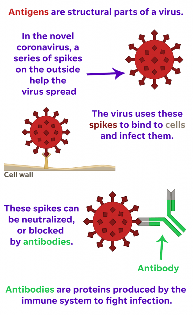 antigens and antibodies covid-19 coronavirus